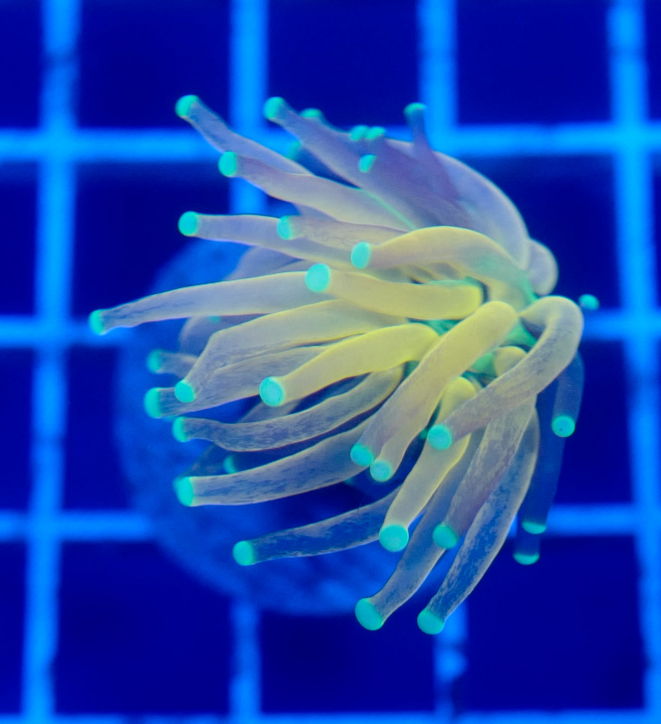 (WYSIWYG) Tiger Torch B2