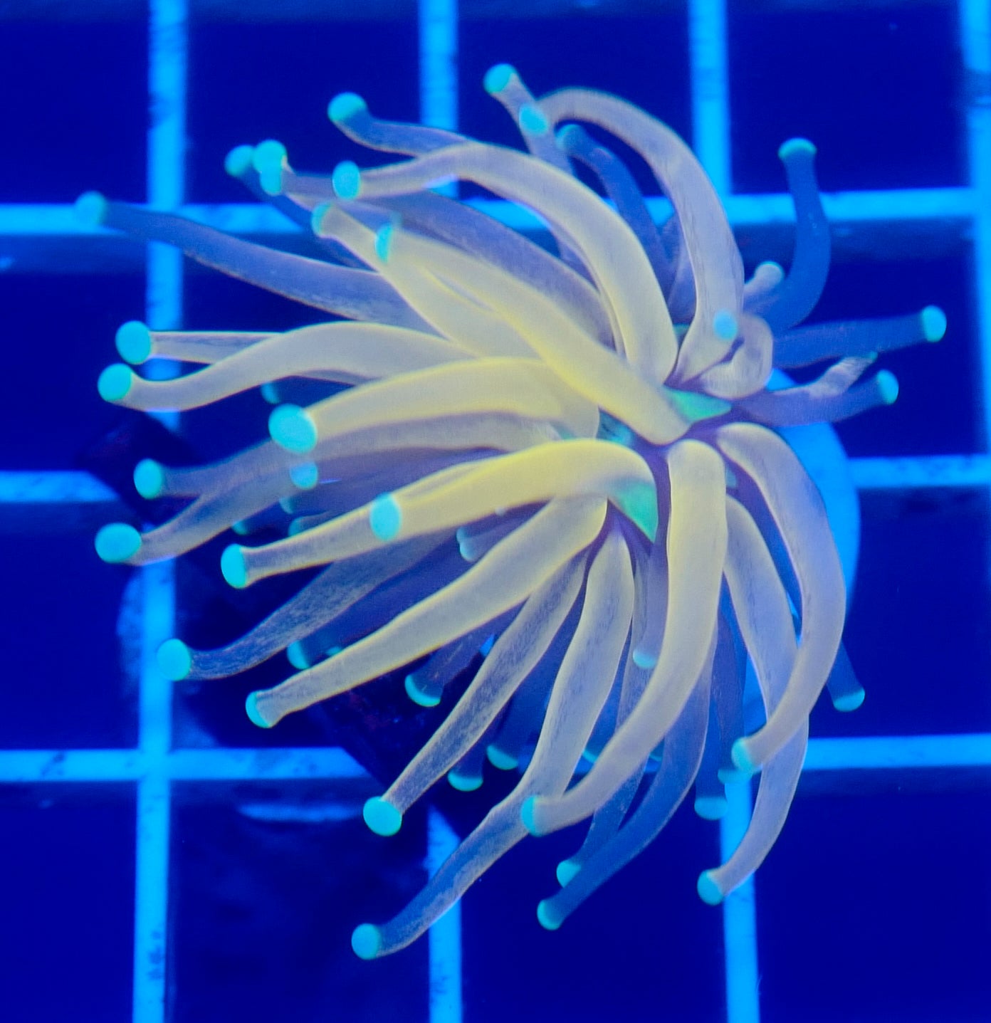 (WYSIWYG) Tiger Torch B3