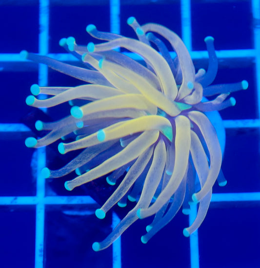 (WYSIWYG) Tiger Torch B3