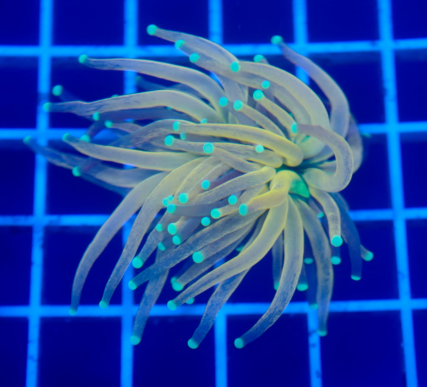 (WYSIWYG) Tiger Torch B4