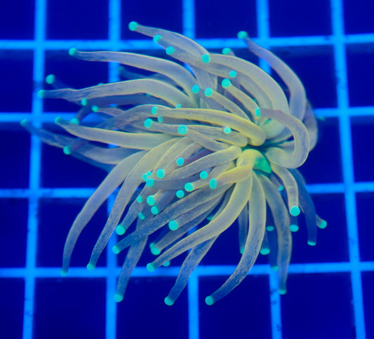 (WYSIWYG) Tiger Torch B4