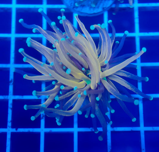 (WYSIWYG) Tiger Torch B5