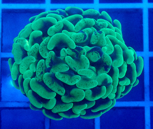 (WYSIWYG) Toxic Branch Hammer Aussie