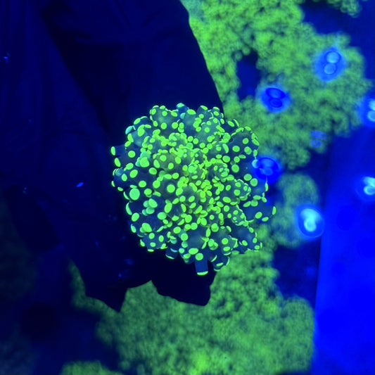 Toxic Frogspawn