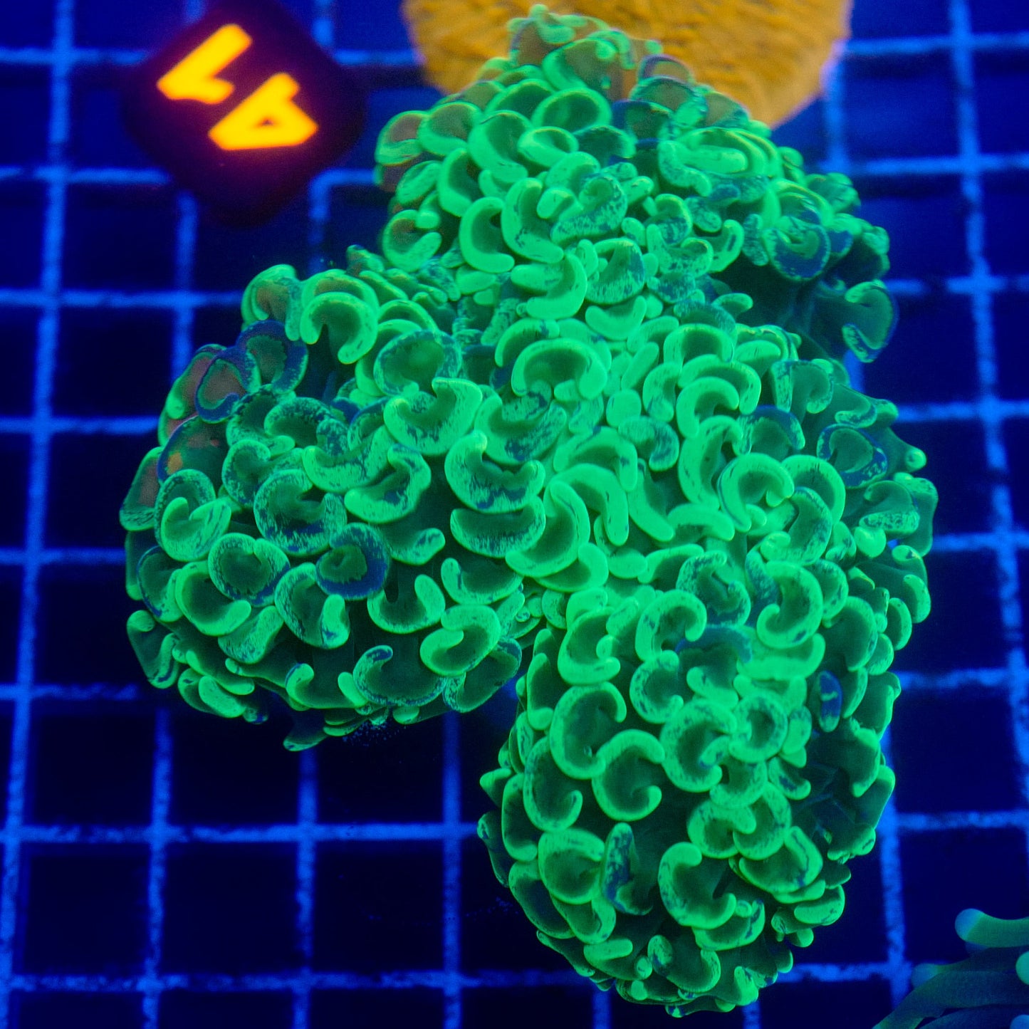 (WYSIWYG) Toxic Wall Hammer