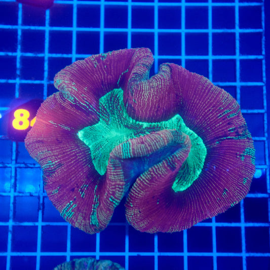 (WYSIWYG) Red/Green Trachy 84 (~5")
