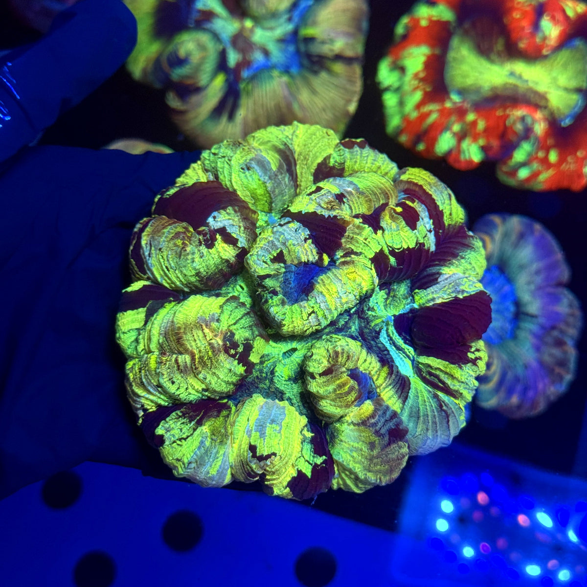 WYSIWYG Trachyphyllia open brain A1