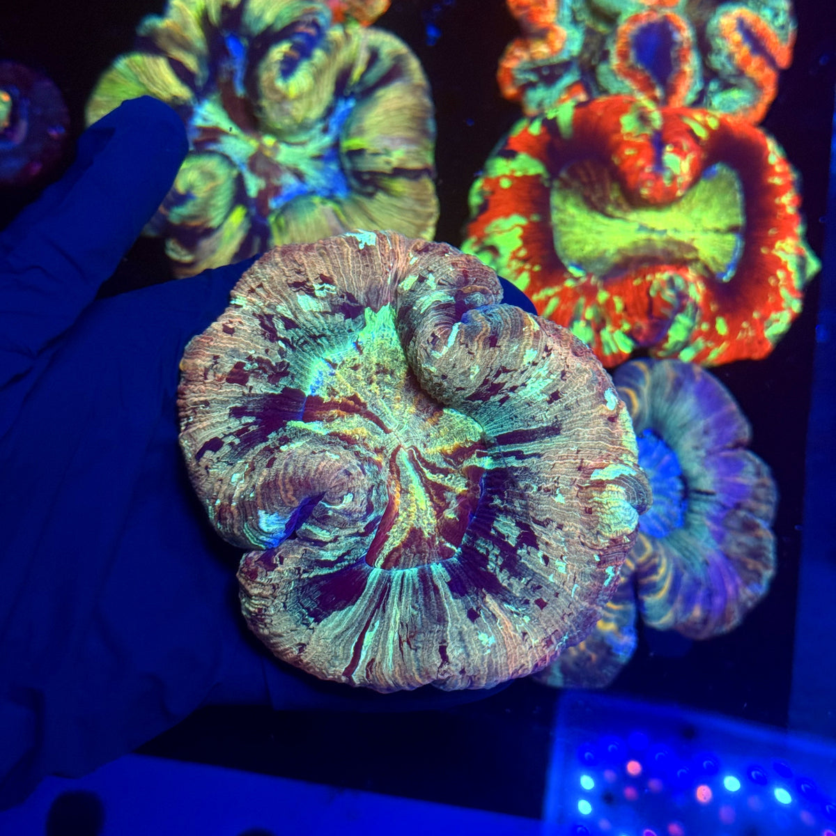 WYSIWYG Trachyphyllia open brain A2