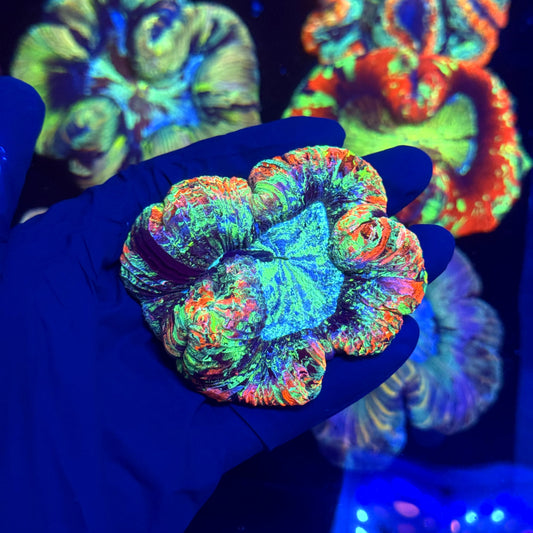 WYSIWYG Trachyphyllia open brain B1