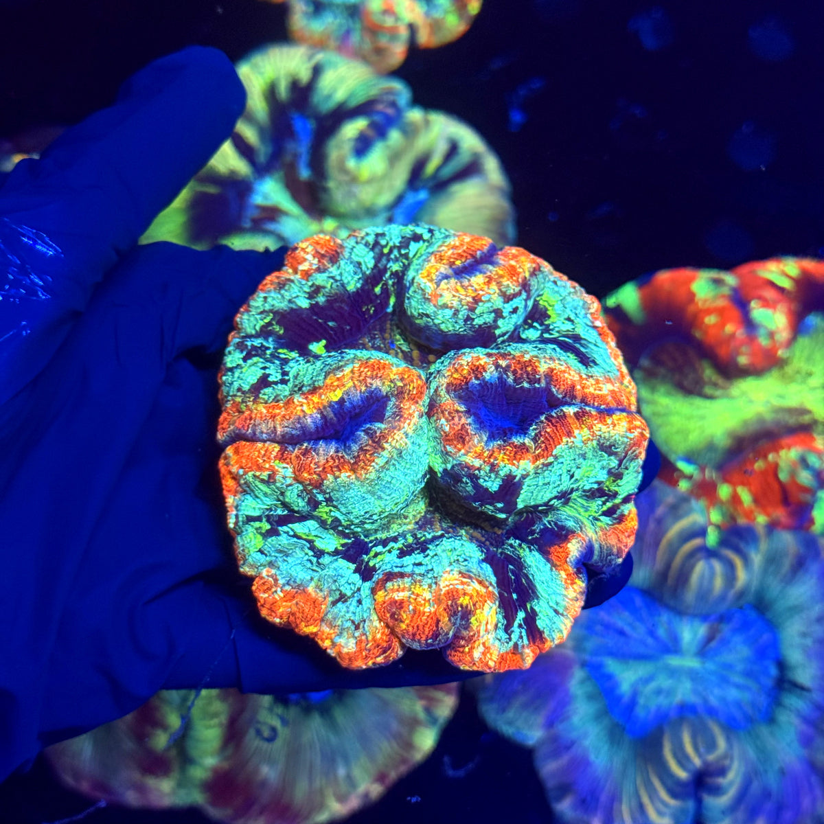 WYSIWYG Trachyphyllia open brain B2