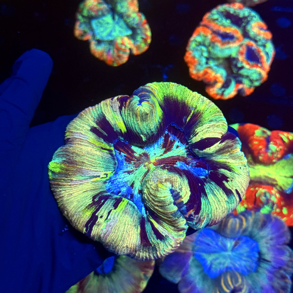 WYSIWYG Trachyphyllia open brain C1