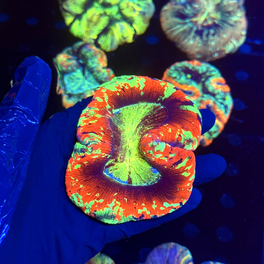 WYSIWYG Trachyphyllia open brain C2