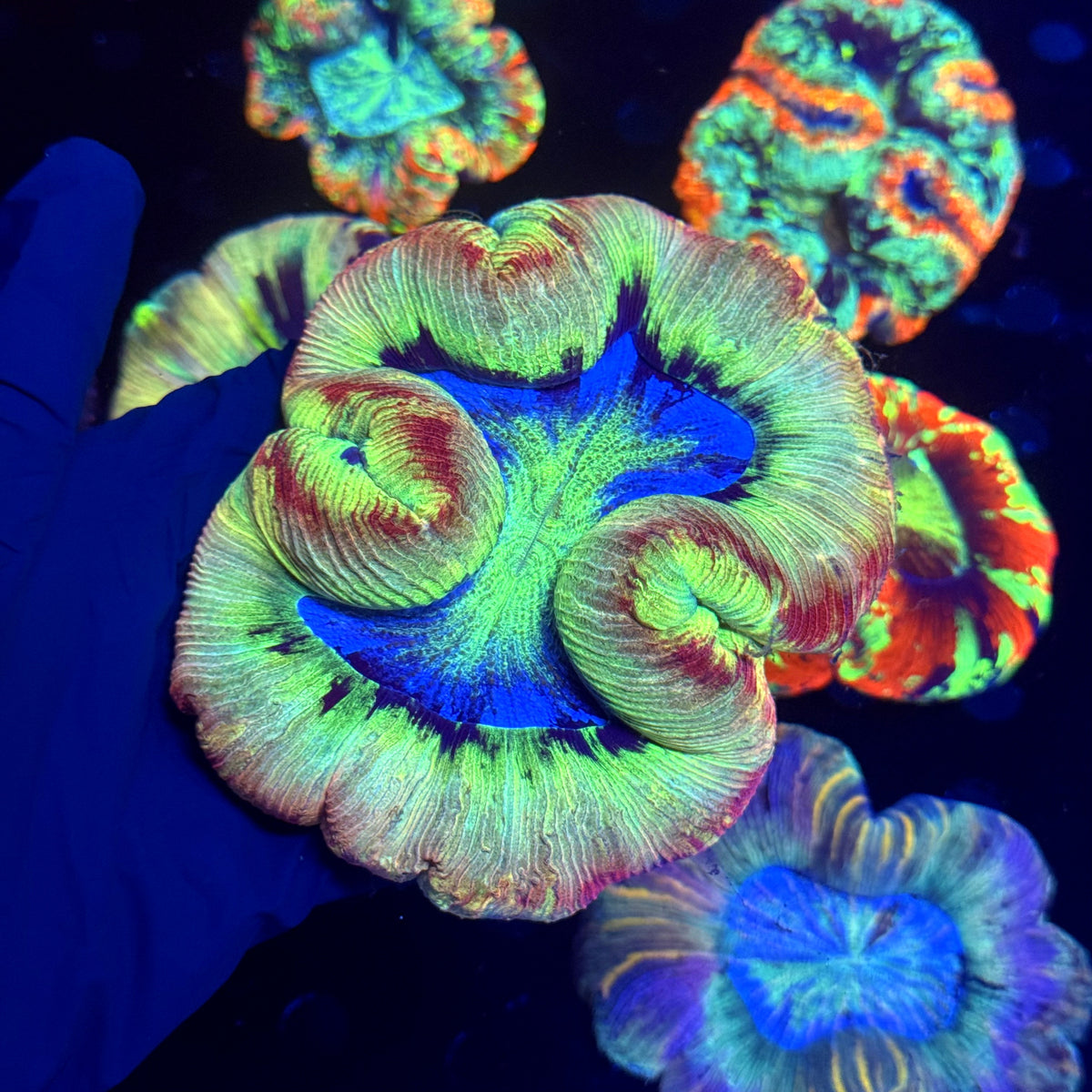 WYSIWYG Trachyphyllia open brain D1