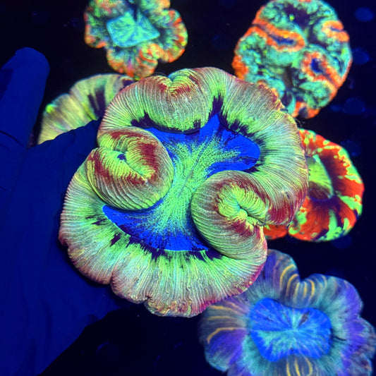 WYSIWYG Trachyphyllia open brain D1