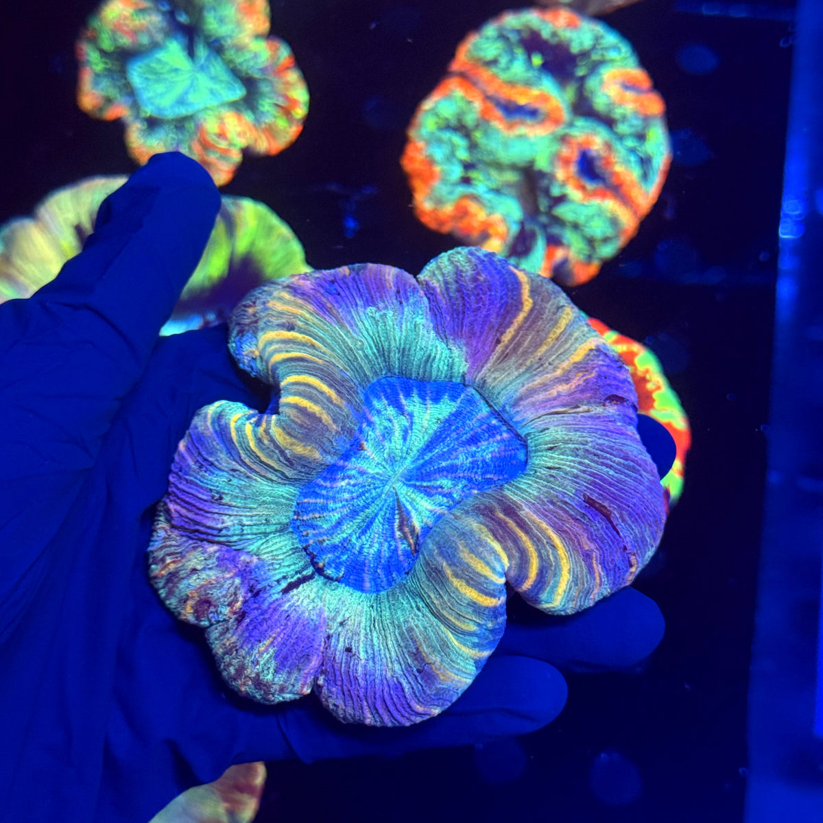 WYSIWYG Trachyphyllia open brain D2