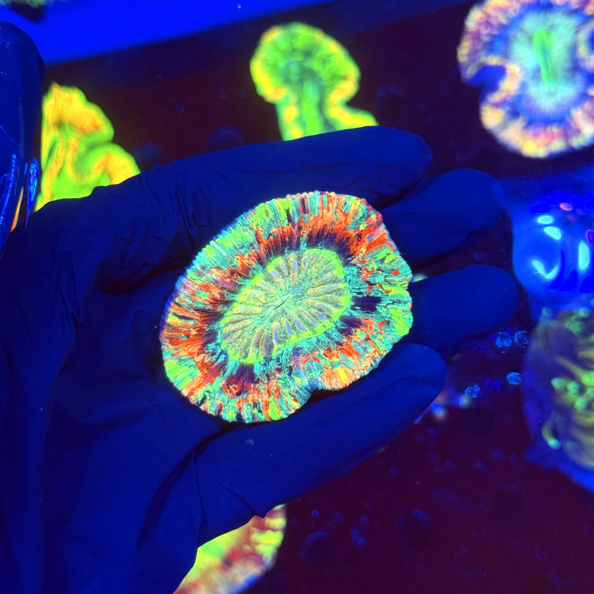 WYSIWYG Trachyphyllia open brain P2A1