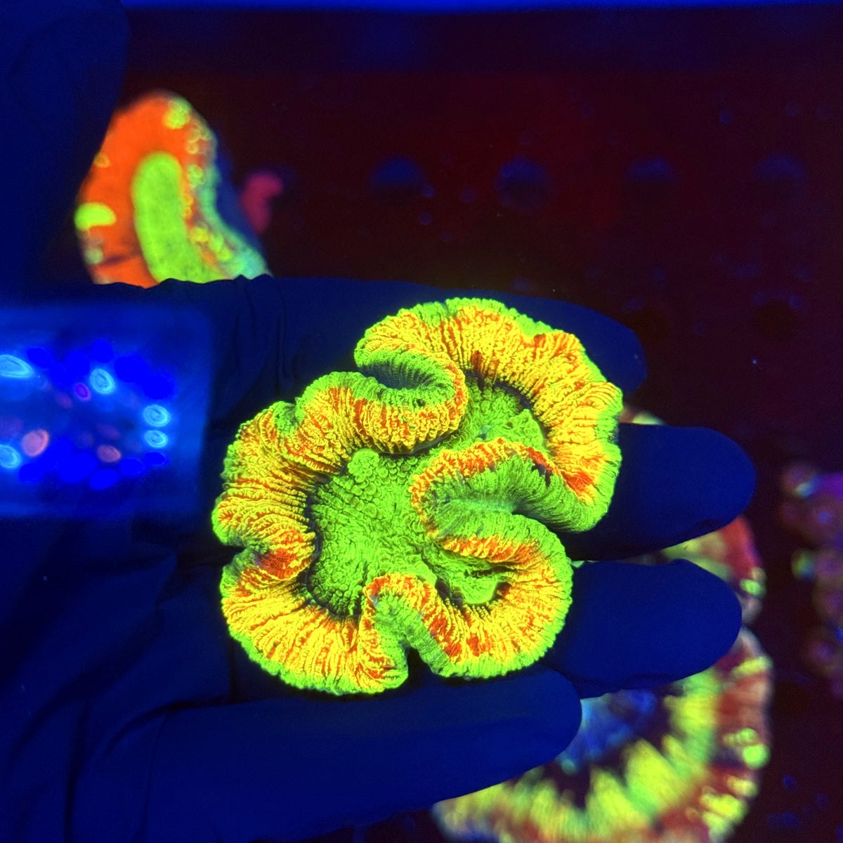WYSIWYG Trachyphyllia open brain P2A3