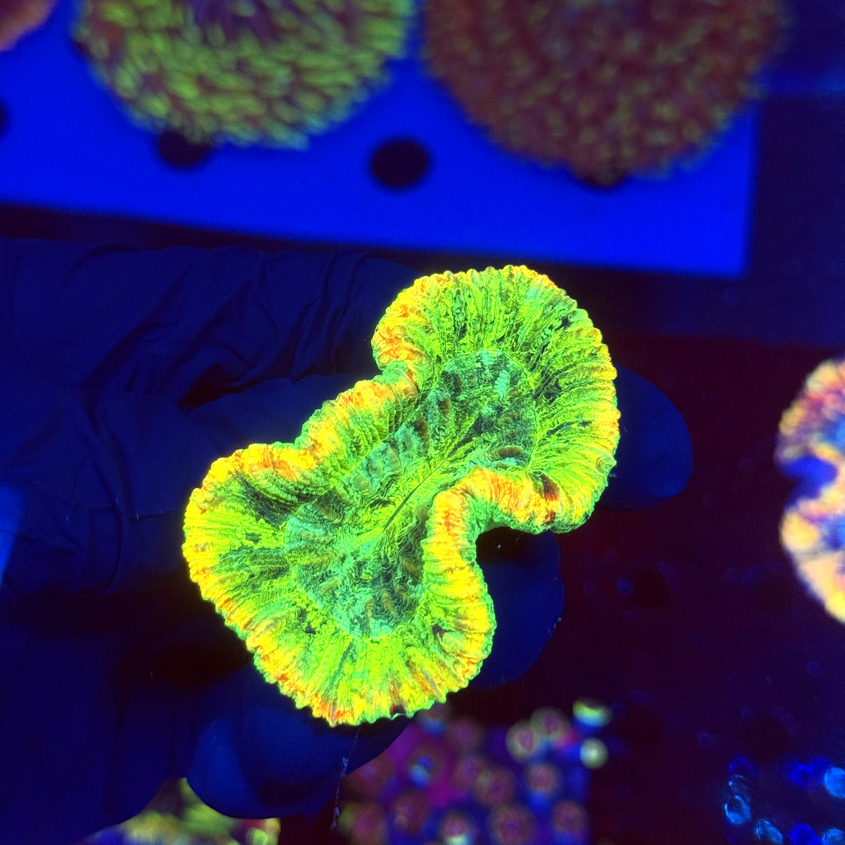 WYSIWYG Trachyphyllia open brain P2A4