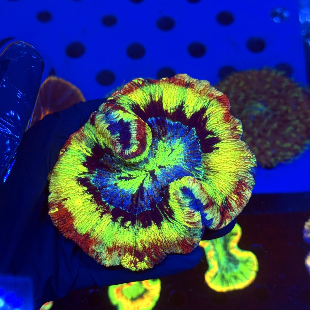 WYSIWYG Trachyphyllia open brain P2B3