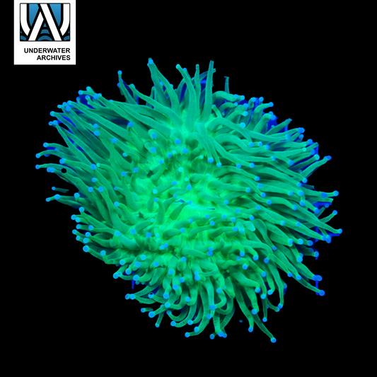 (WYSIWYG) Long Tentacle Plate XL (~7")