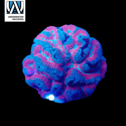 (WYSIWYG) Superman Symphyllia (~6")