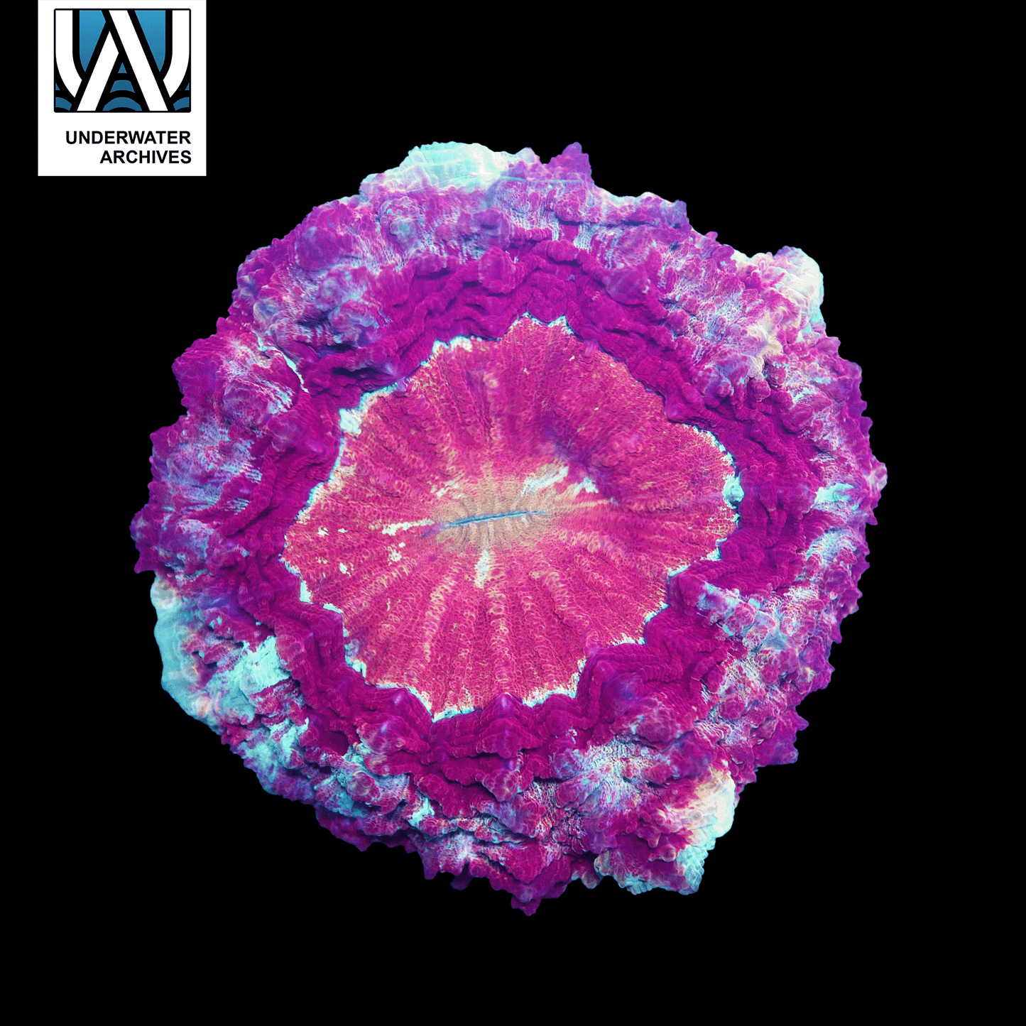 (WYSIWYG) Ruby Acanthophyllia (~6")
