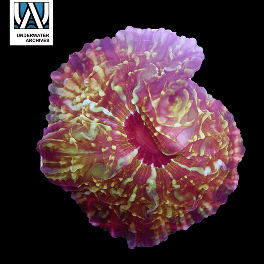 (WYSIWYG) Godzilla Cynarina (~7)