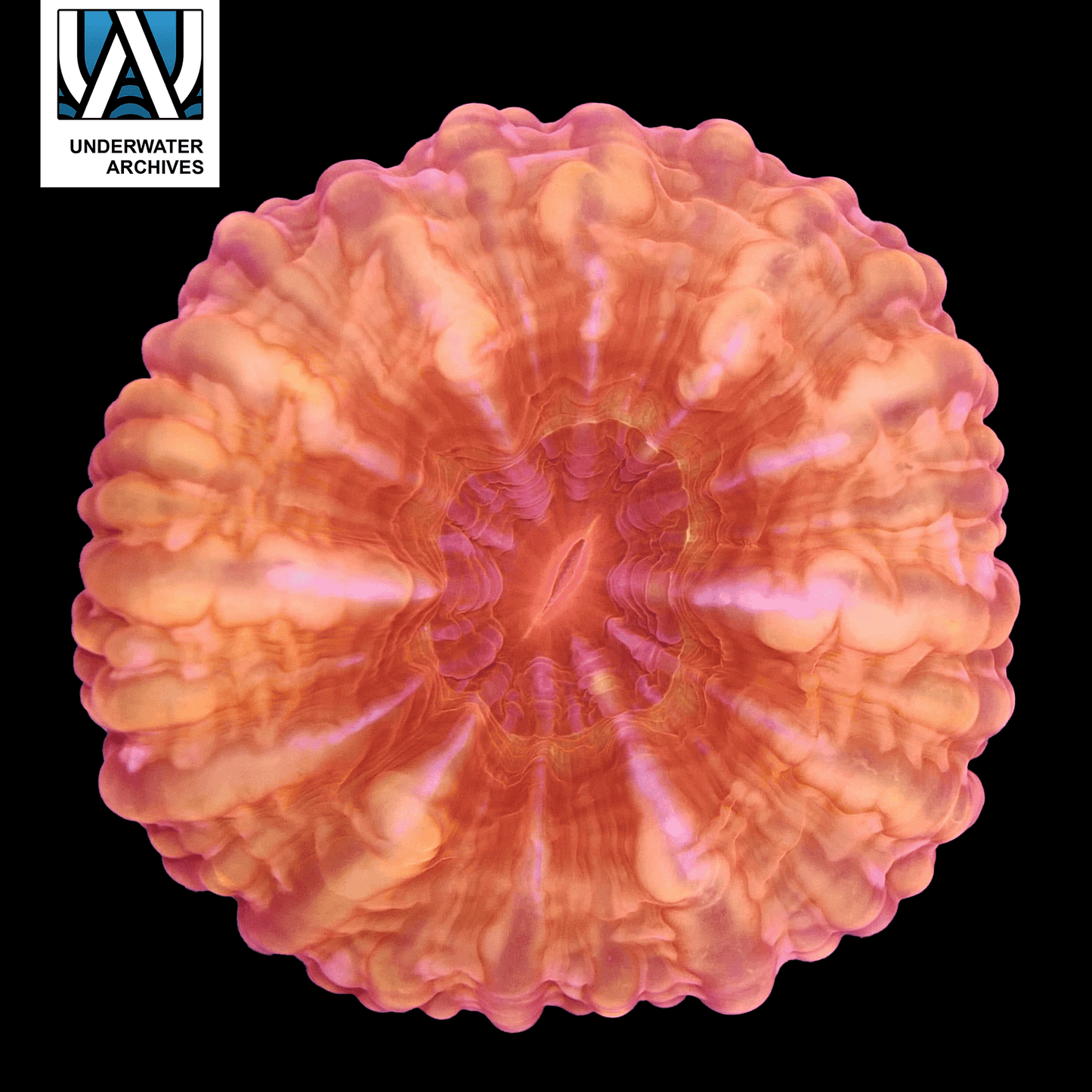 (WYSIWYG) Orange Cynarina (~3")