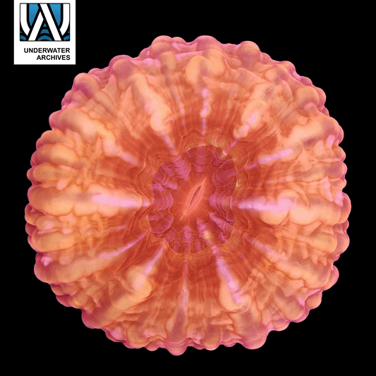 (WYSIWYG) Orange Cynarina (~3")