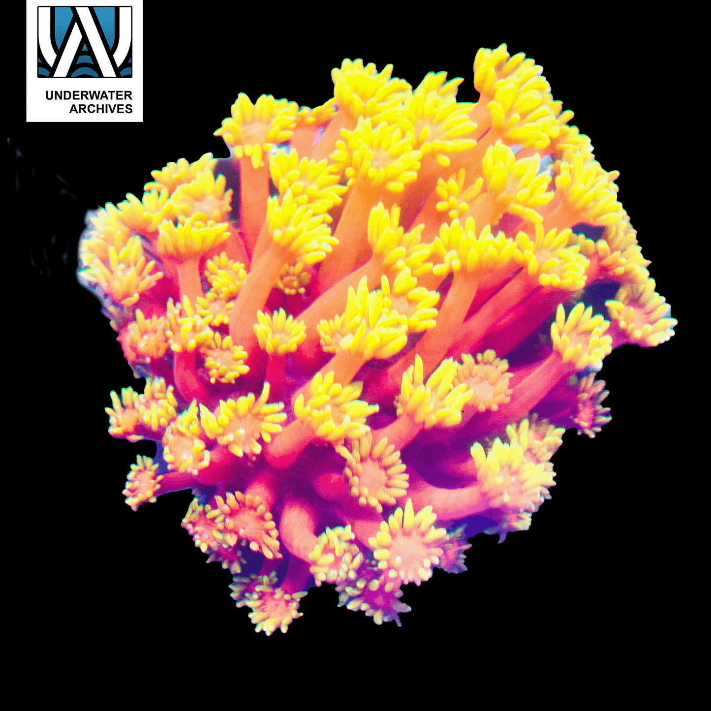 (WYSIWYG) Goni Colony R2T1D1