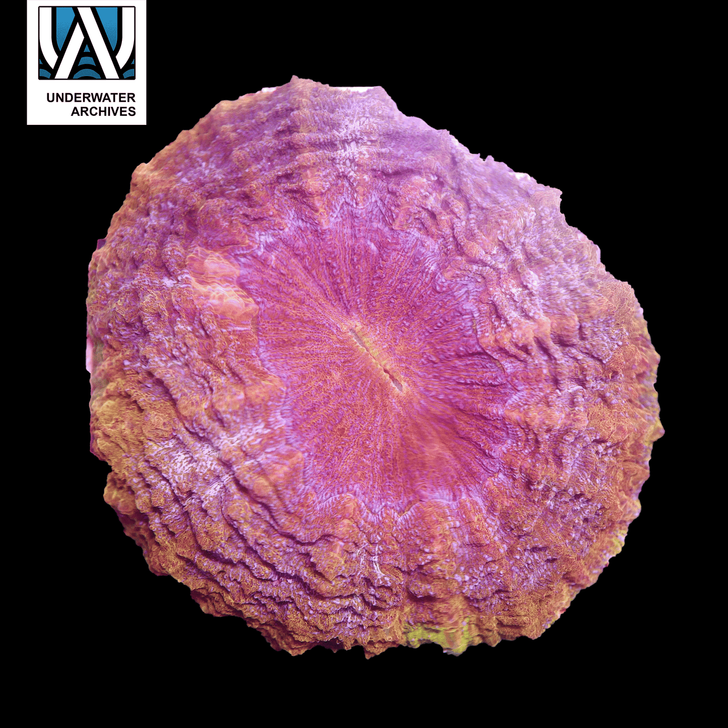 (WYSIWYG) Gold Acanthophyllia (~6")