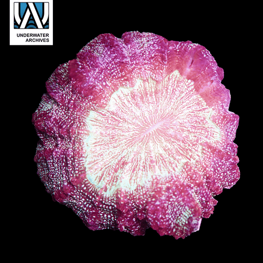 (WYSIWYG) Glitter Acanthophyllia (~6")