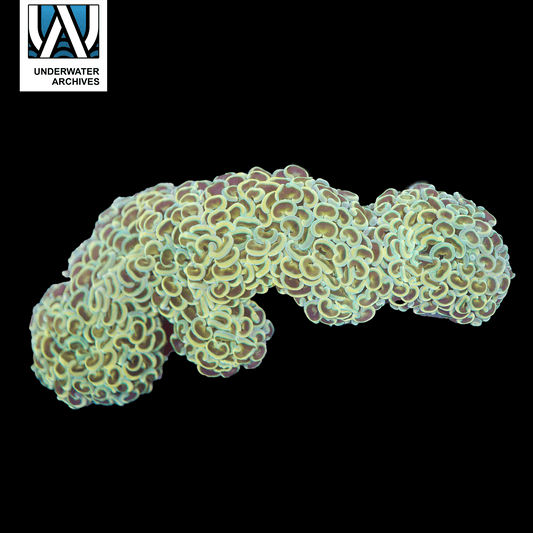 (WYSIWYG) "Branching" Wall Hammer (Please Read) (~7")