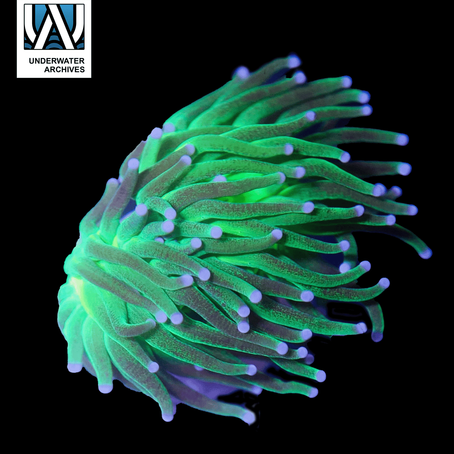 (WYSIWYG) Glitter Torch