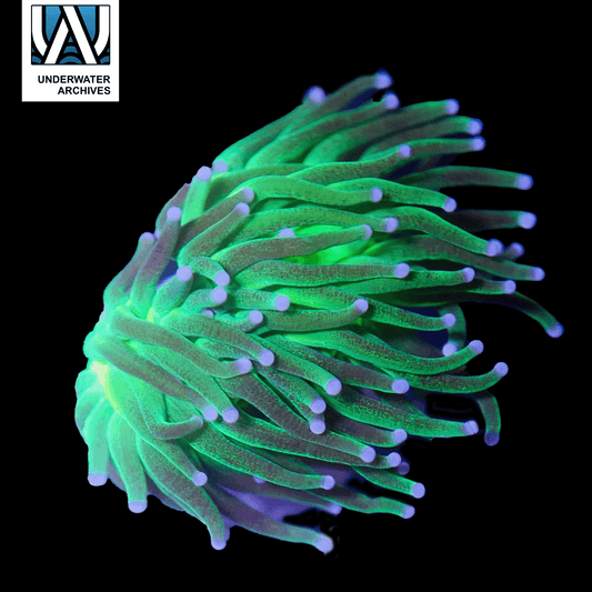 (WYSIWYG) Glitter Torch