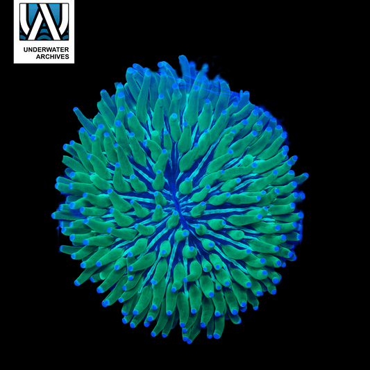 (WYSIWYG) Long Tentacle Plate XL 2 (~6.5")