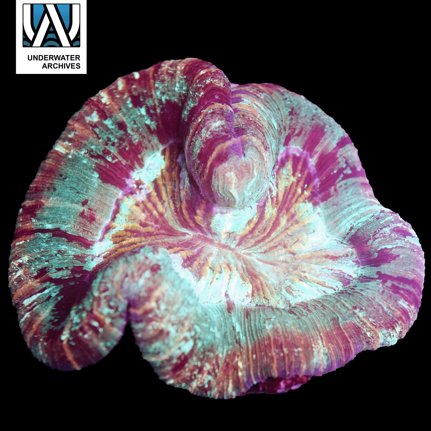 (WYSIWYG) Rainbow Trachy (~6")