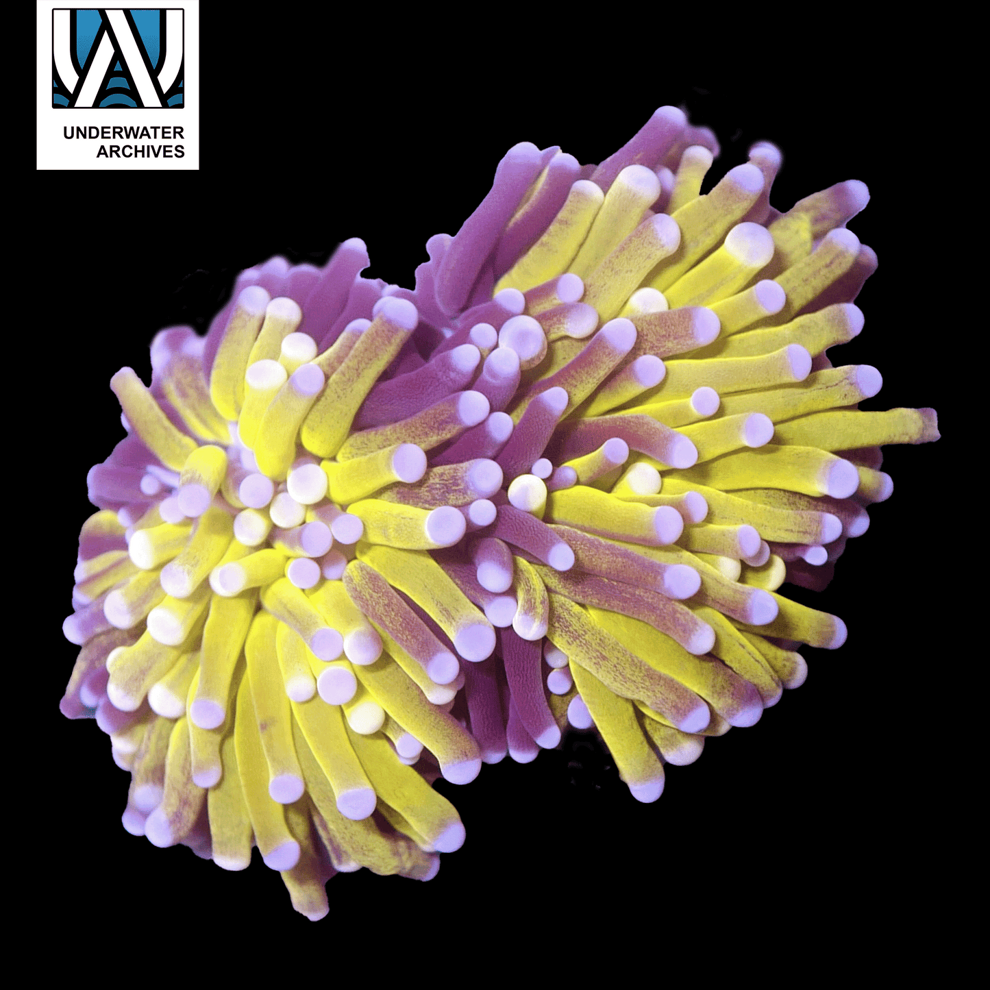 (WYSIWYG) Tiger Joker Torch (Fat Head)