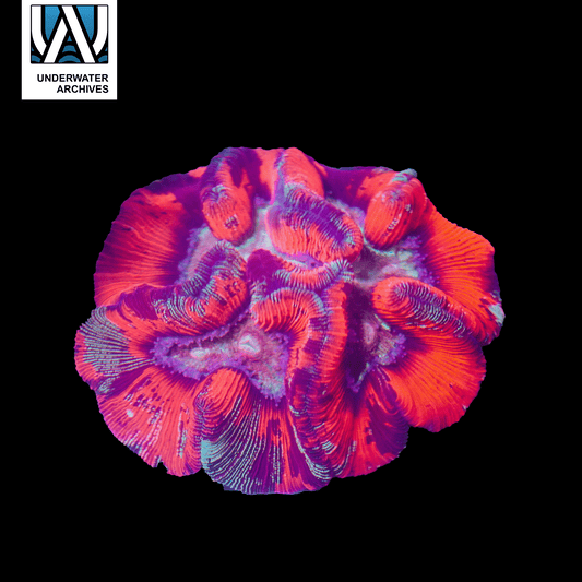 (WYSIWYG) Rainbow Trachy (~5")