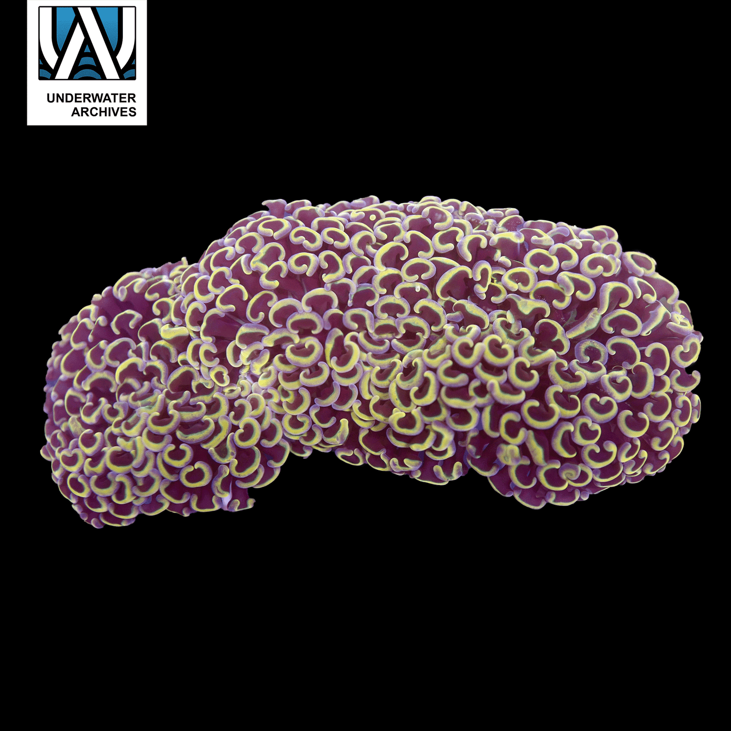 (WYSIWYG) Holo-Like Wall Hammer (~7")