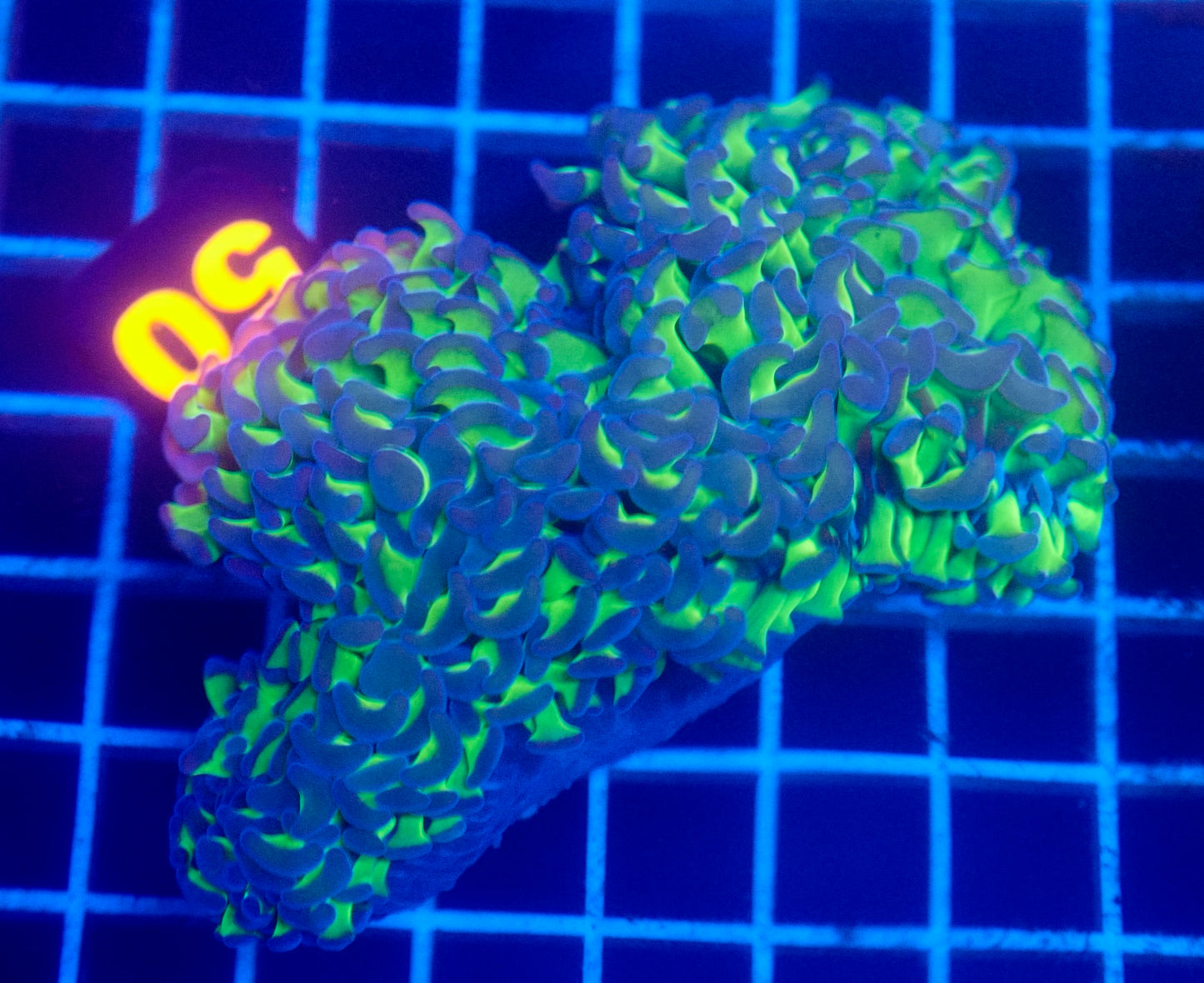 (WYSIWYG) "Buzz Lightyear" Wall Hammer 50