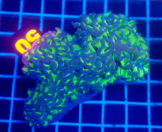 (WYSIWYG) "Buzz Lightyear" Wall Hammer 50