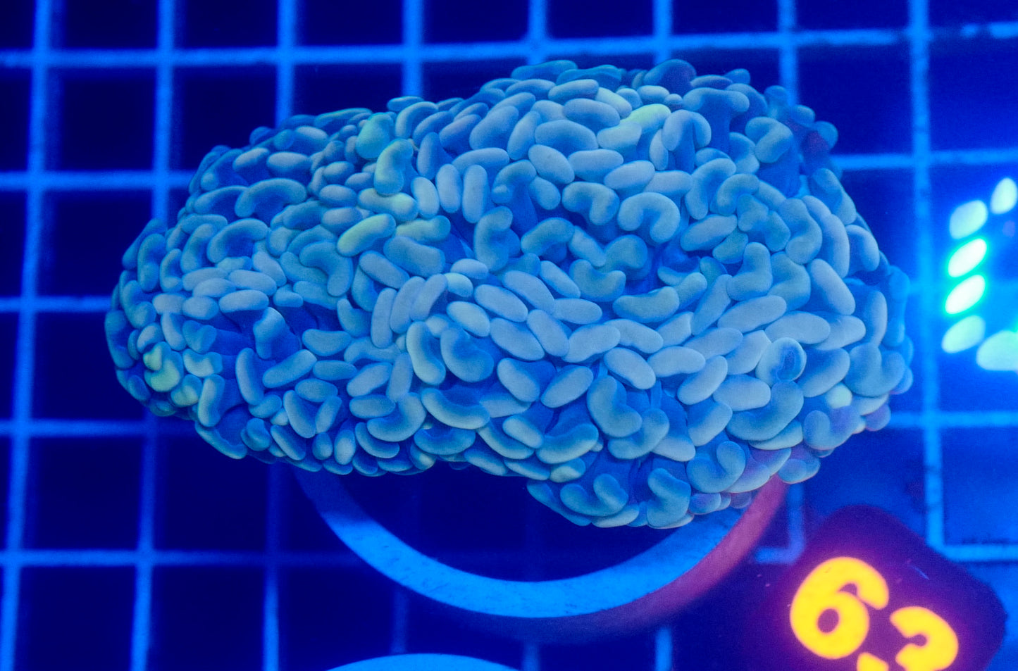 (WYSIWYG) Gold Wall Hammer 63