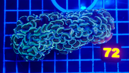 (WYSIWYG) Gold Wall Hammer 72