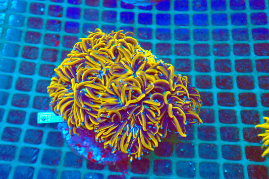 17 (WYSIWYG) Euphyllia Glabrescens Colony