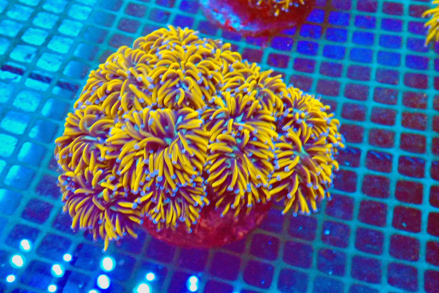 15 (WYSIWYG) Euphyllia Glabrescens Colony