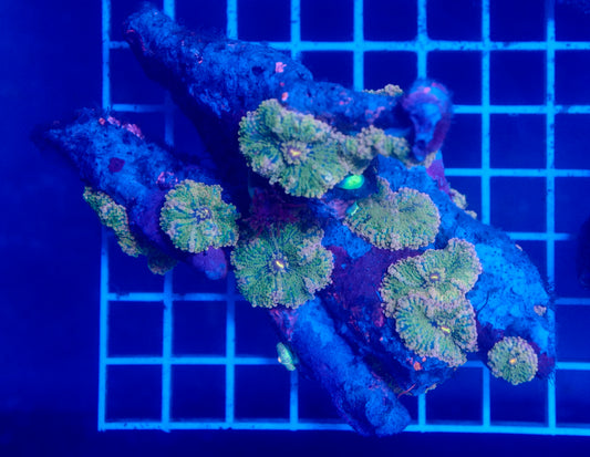 (WYSIWYG) Rainbow Yuma Colony 2