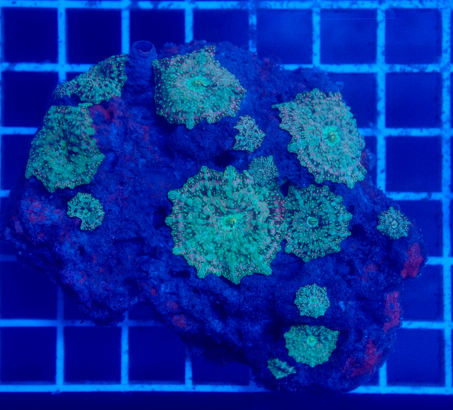 (WYSIWYG) Rhodactis Colony