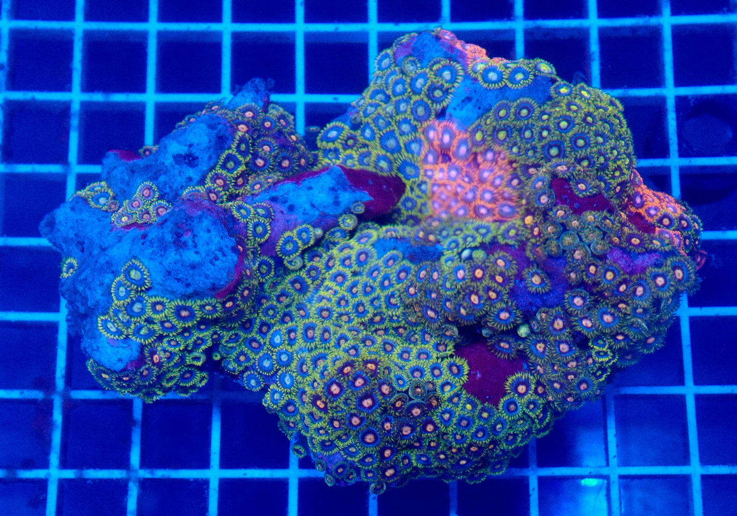 (WYSIWYG) Mixed Zoa Colony