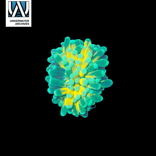 (WYSIWYG) Almost Reverse Holy Grail Tiger Torch (Fat Head)